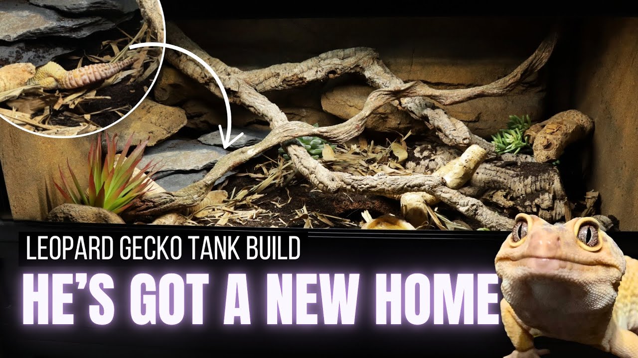 Creating the Ultimate Leopard Gecko Habitat: A Step-by-Step Guide