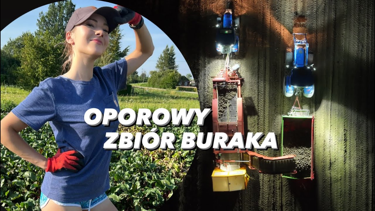 Oporowy zbiór buraka ćwikłowego na dużą skalę! ☆ Sezon buraczany w GR Załoga