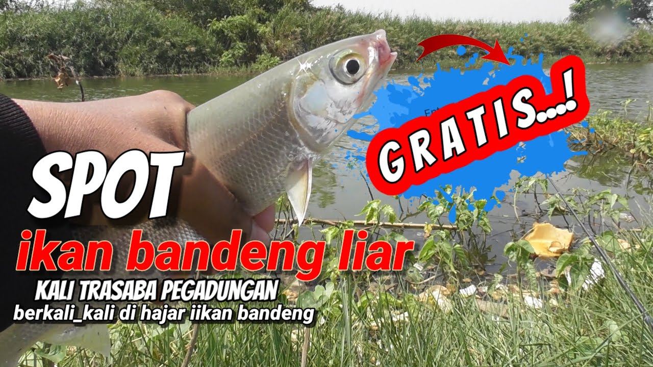 NEMU sarang ikan BANDENG liar‼️spot kali besar trasaba di penuhi bandeng TAMBAK @Aan_fishing