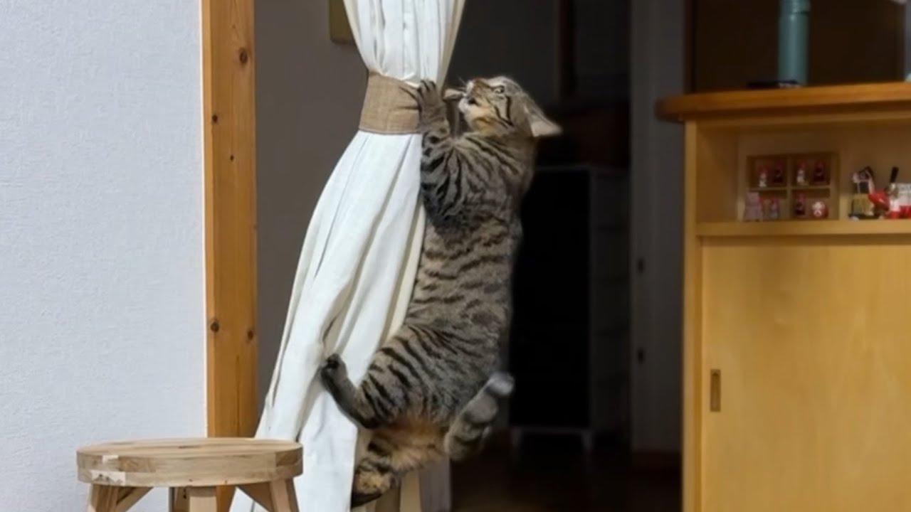 やんちゃ盛りの猫がいるってこんな感じ