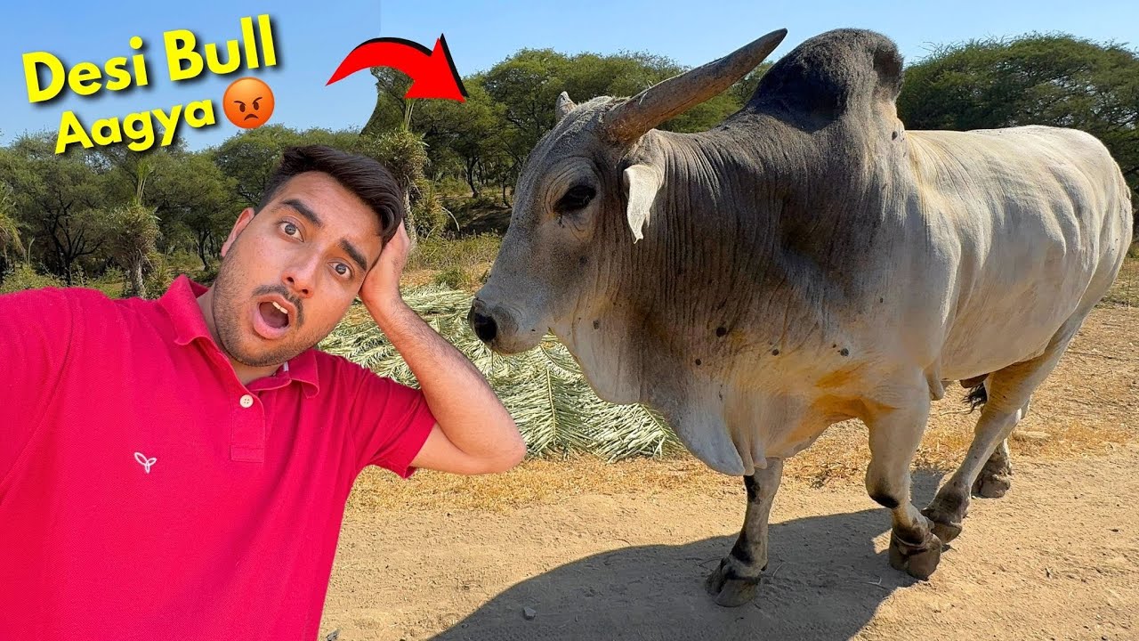 Desi Bull Ki Entry Ho Gayi🐂😡Sabse Heavy Bull Aagya🤯