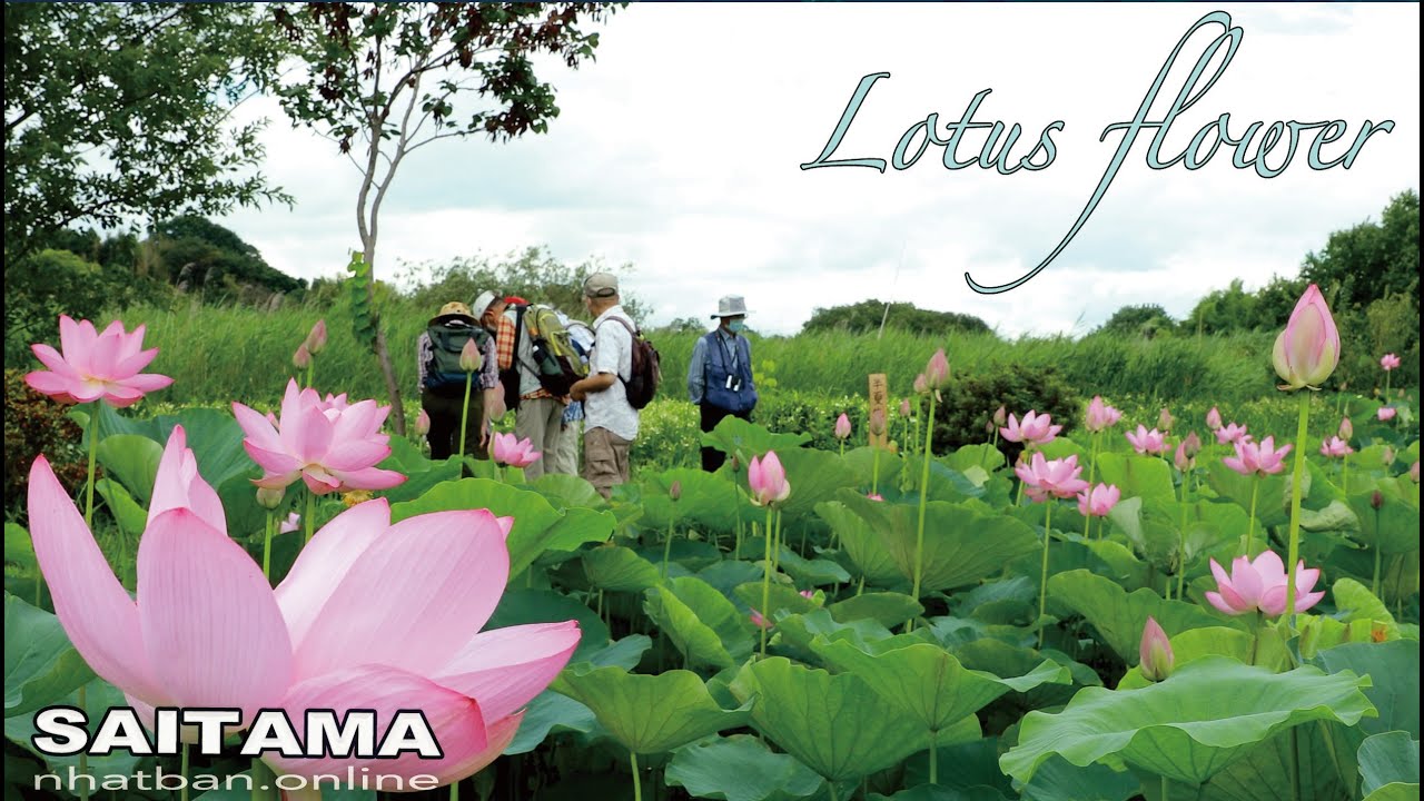 Lotus Flower garden of Haraichi numa, Ageo, Saitama 原市沼の古代連-Japan walk video|#4k#explorejapan #lotus