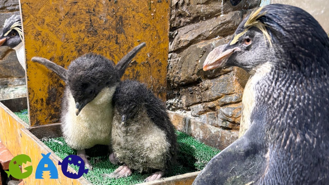 やはり今年も！オレンジの巣にヒナ集合【キタイワトビペンギン】