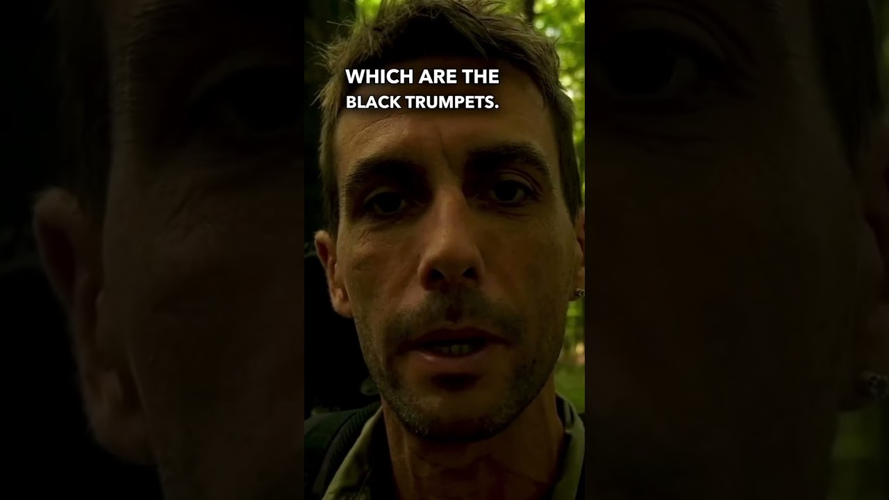 Rare species of chanterelles #foraging #wildfood #mushroom #mushroomhunting #chanterelles #fungi