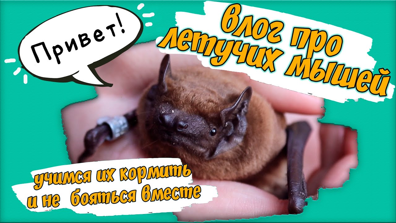 ЛЕТУЧИЕ МЫШИ - влог 🦇 Можно ли их содержать дома?
