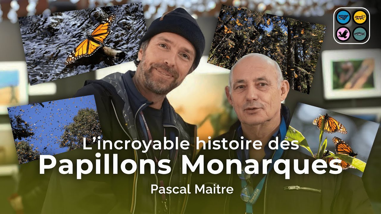 L'incroyable histoire des Papillons Monarques - Pascal Maitre - Montier 2023