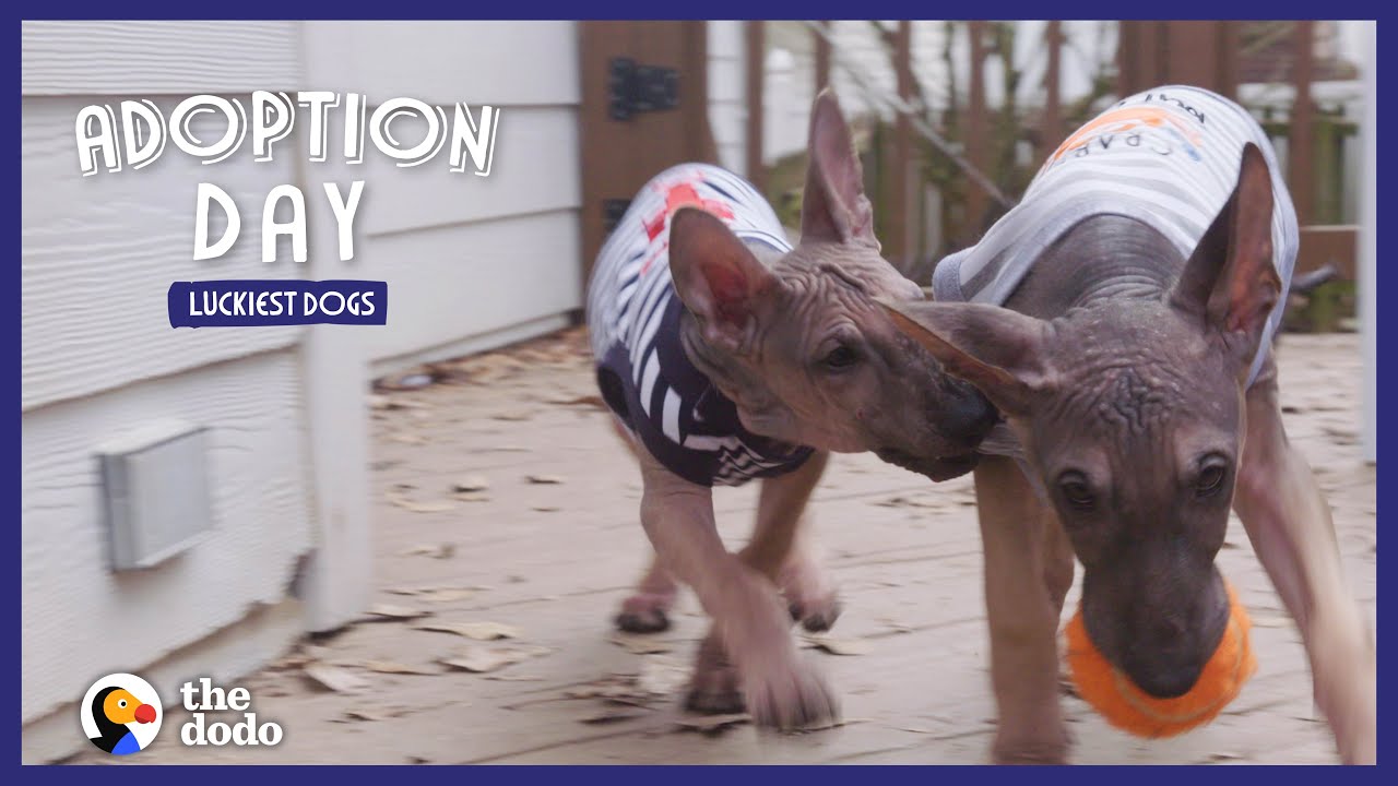 Hairless German Shepherd Puppies Are So Big Now — Watch Them Get Adopted! | The Dodo Adoption Day
