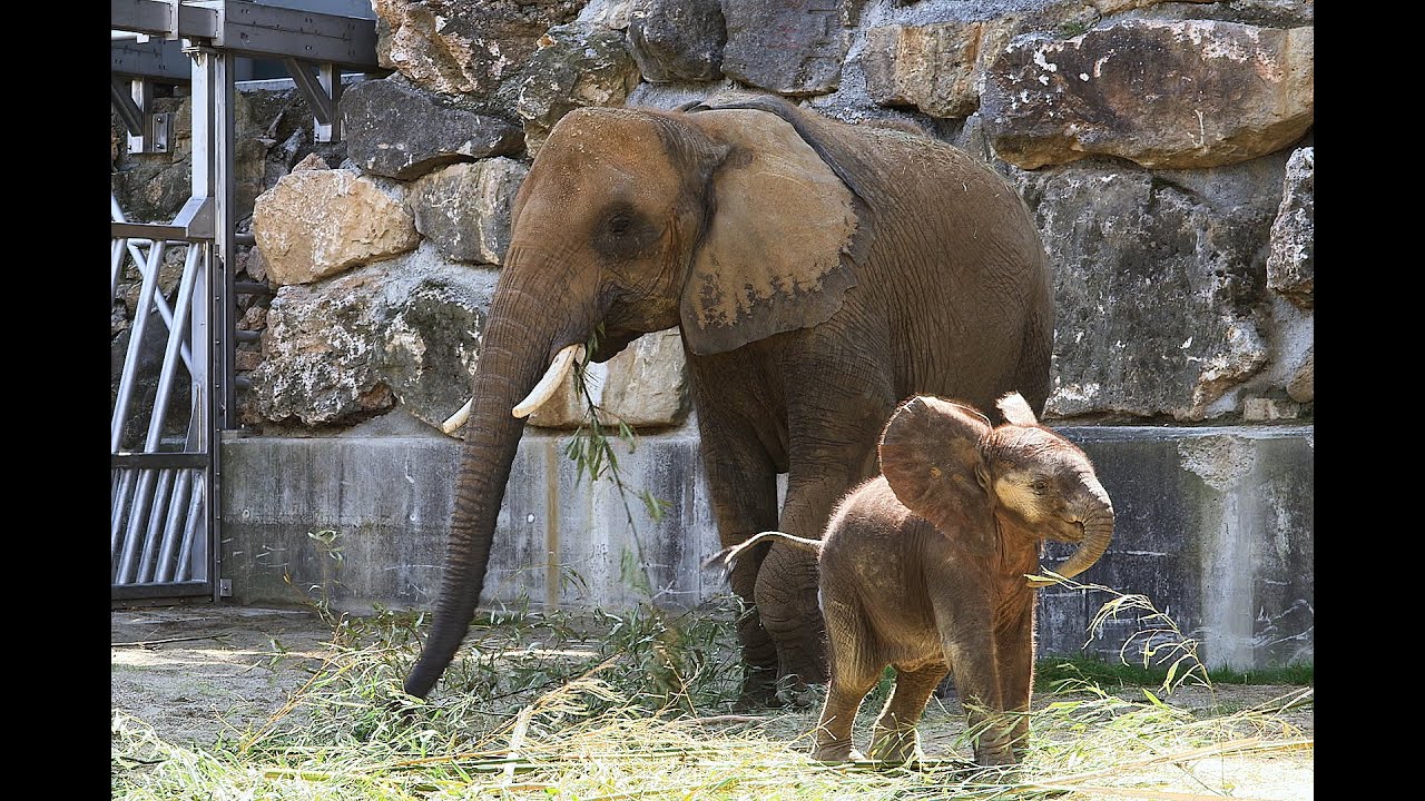 Forschung zu Lauten von Kibali und Numbi I Tiergarten Schönbrunn