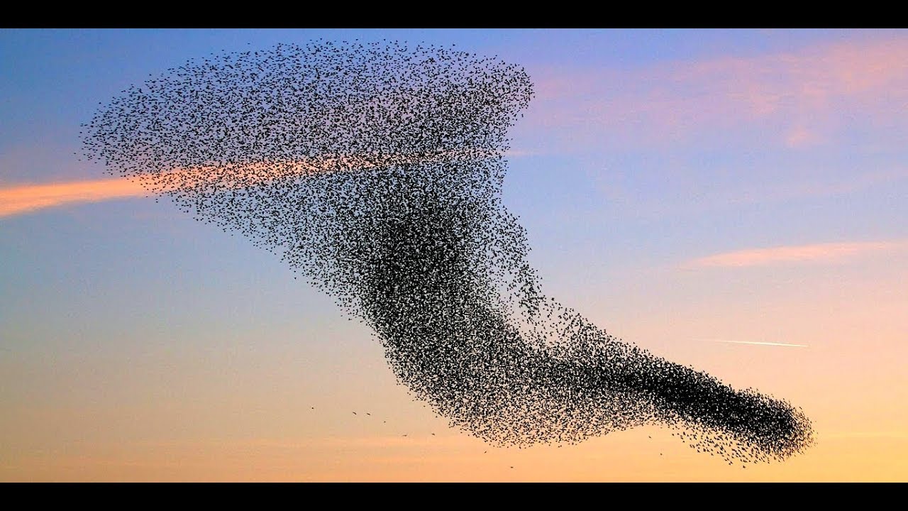 [10 Hours] Starling Murmuration at Sunset - Video & Soundtrack [1080HD] SlowTV