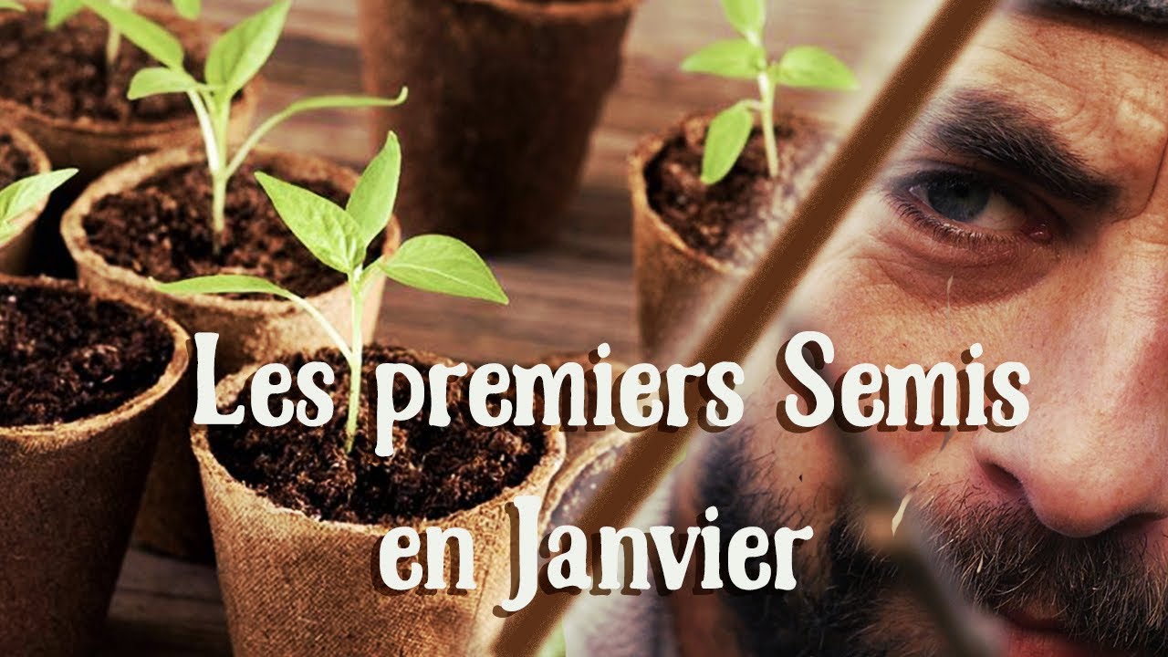 Les premiers semis à faire en janvier