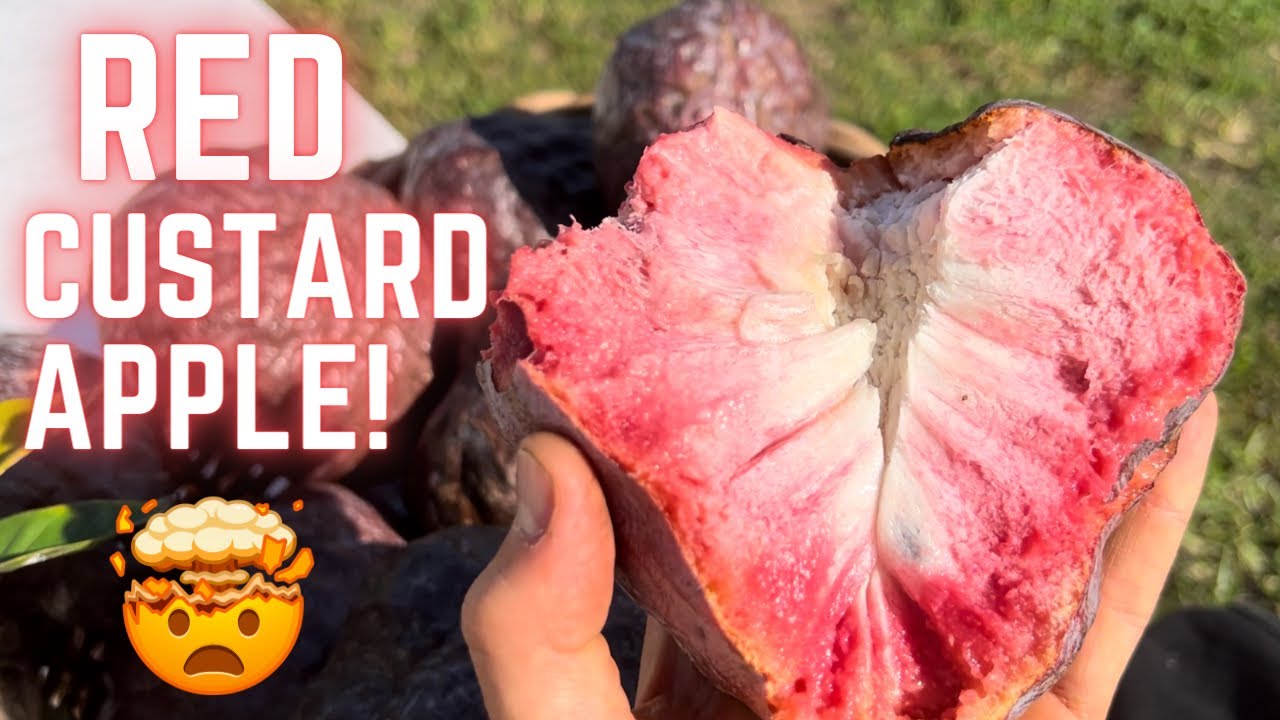 Red Custard Apple