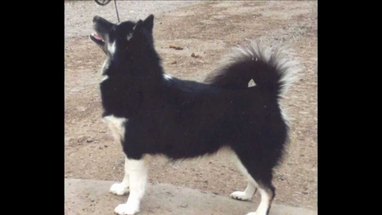 Shepherdsway Canadian Eskimo Dogs