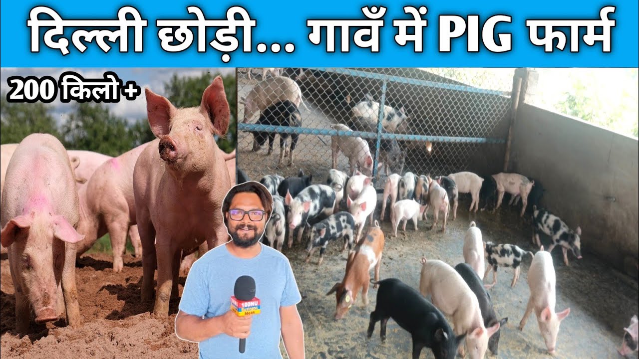 Job छोड़ Pig Farming 😱 Pig Farm ने बदल दी ज़िंदगी” #pigfarm #100nufarming #100nubusinessideas 