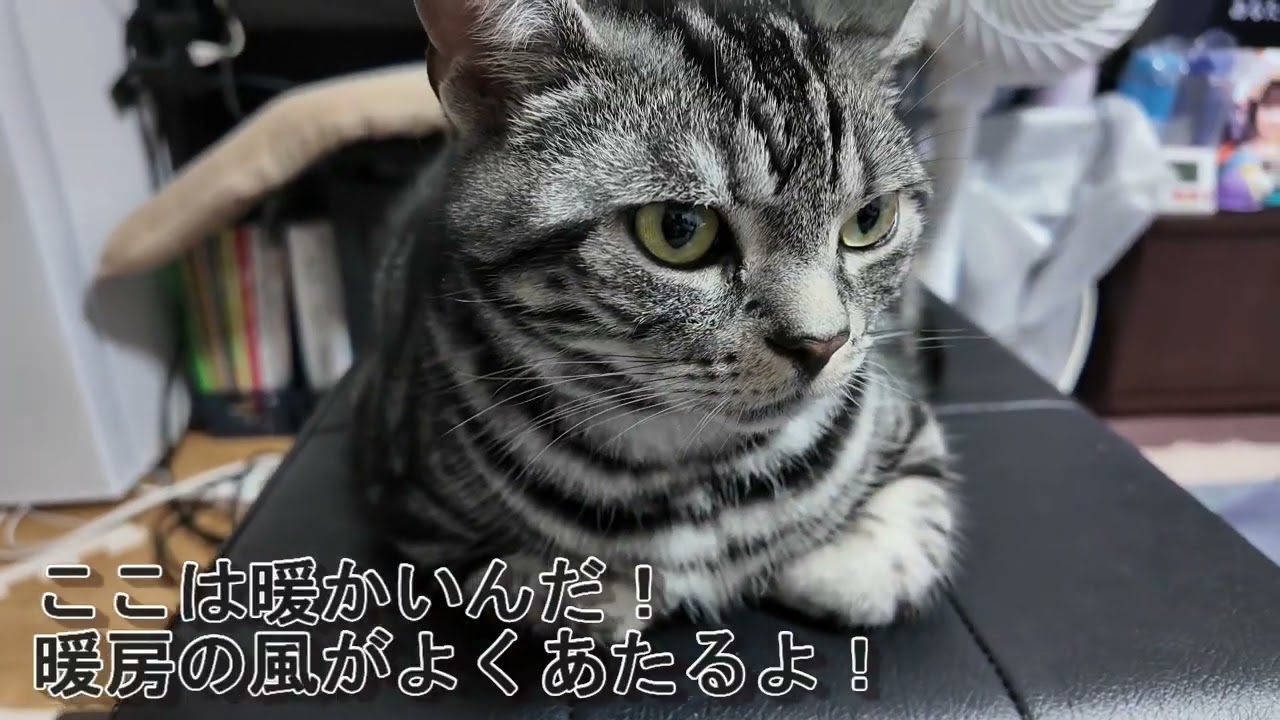 【3匹の日常】チョコとチイの段ボール取り合い？！