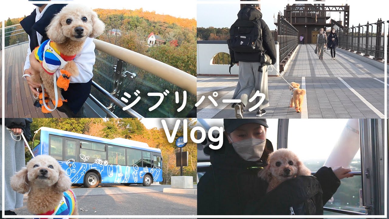 愛犬とジブリパークへ！車中泊で愛知へ旅してみた【大きいトイプードル】