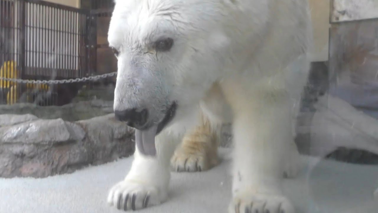 しろくまピースおやつの食べ残しをペロペロ♪とべ動物園にて
