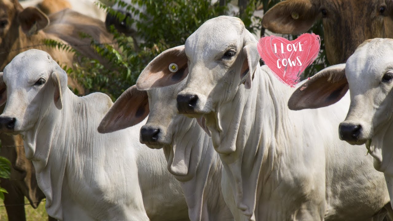DIFFERENT COW BREEDS GRAZING REAL COW VIDEOS | Cow Video