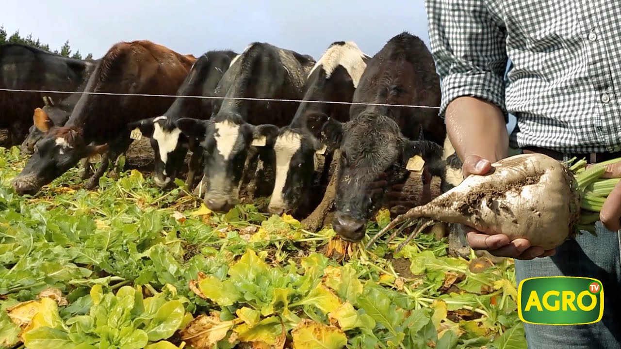 Remolacha forrajera: Cultivo energético y revolucionario para producción de carne (#877 2020-05-23)