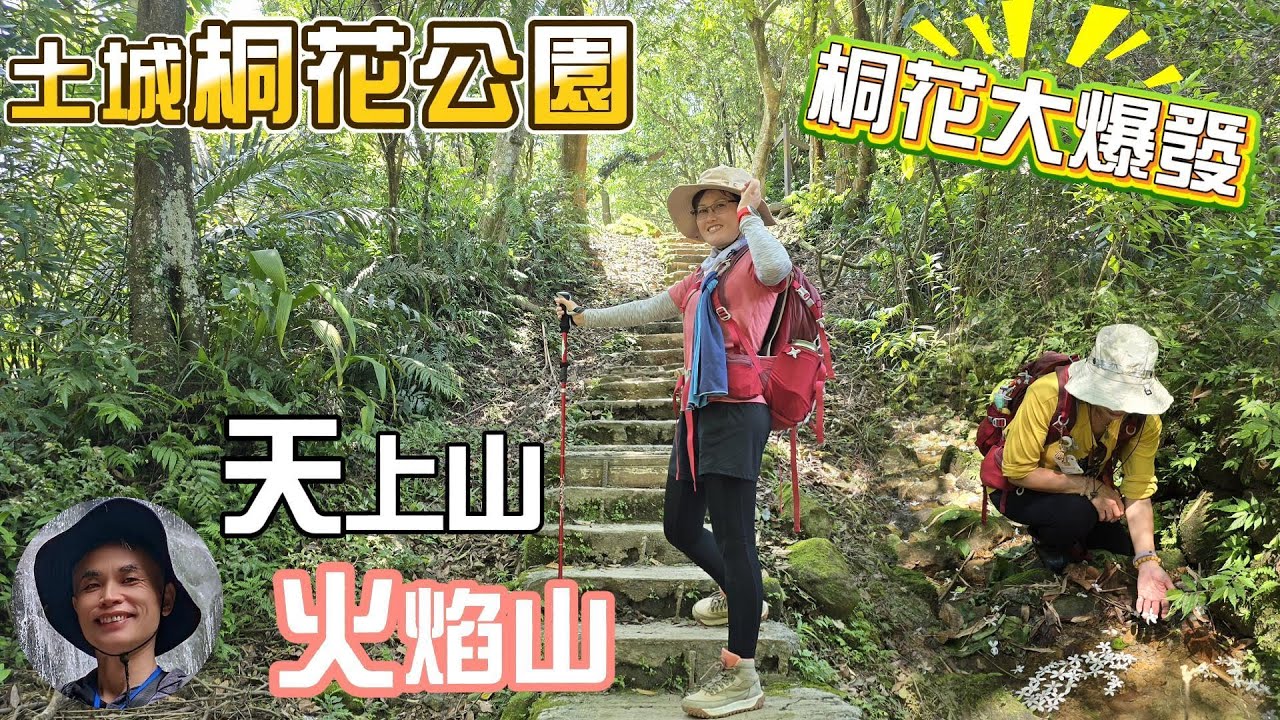 2025桐花大爆發，北台灣最大的賞桐花景點，土城桐花公園、天上山及火焰山桐花大爆發，桐花飄落仿如五月雪，隨處可見桐花地毯，美不勝收，探訪在地人才懂的幸福山頭火焰山。