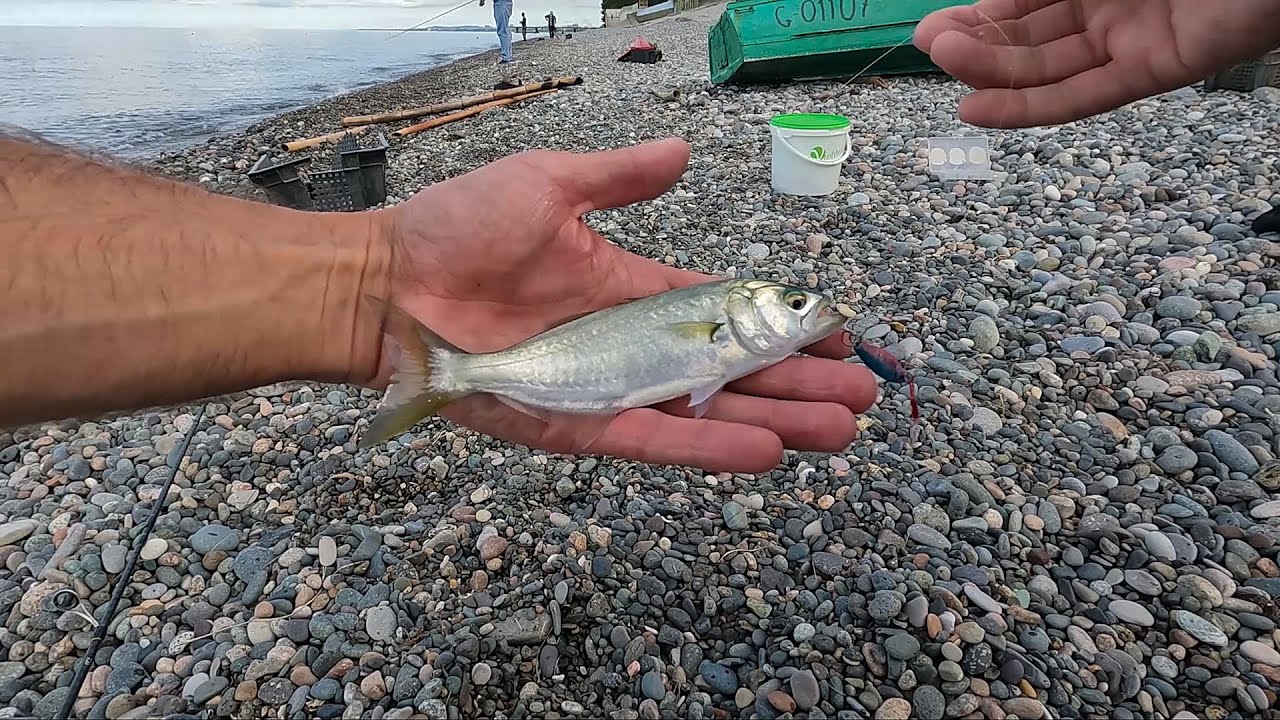 ძალიან მაგარი თევზაობა 🐟 ლუფარზე სპინინგით 🎣 ზღვაზე. ყველანაირ  სატყუარას იღებდა. Bluefish Fishing.