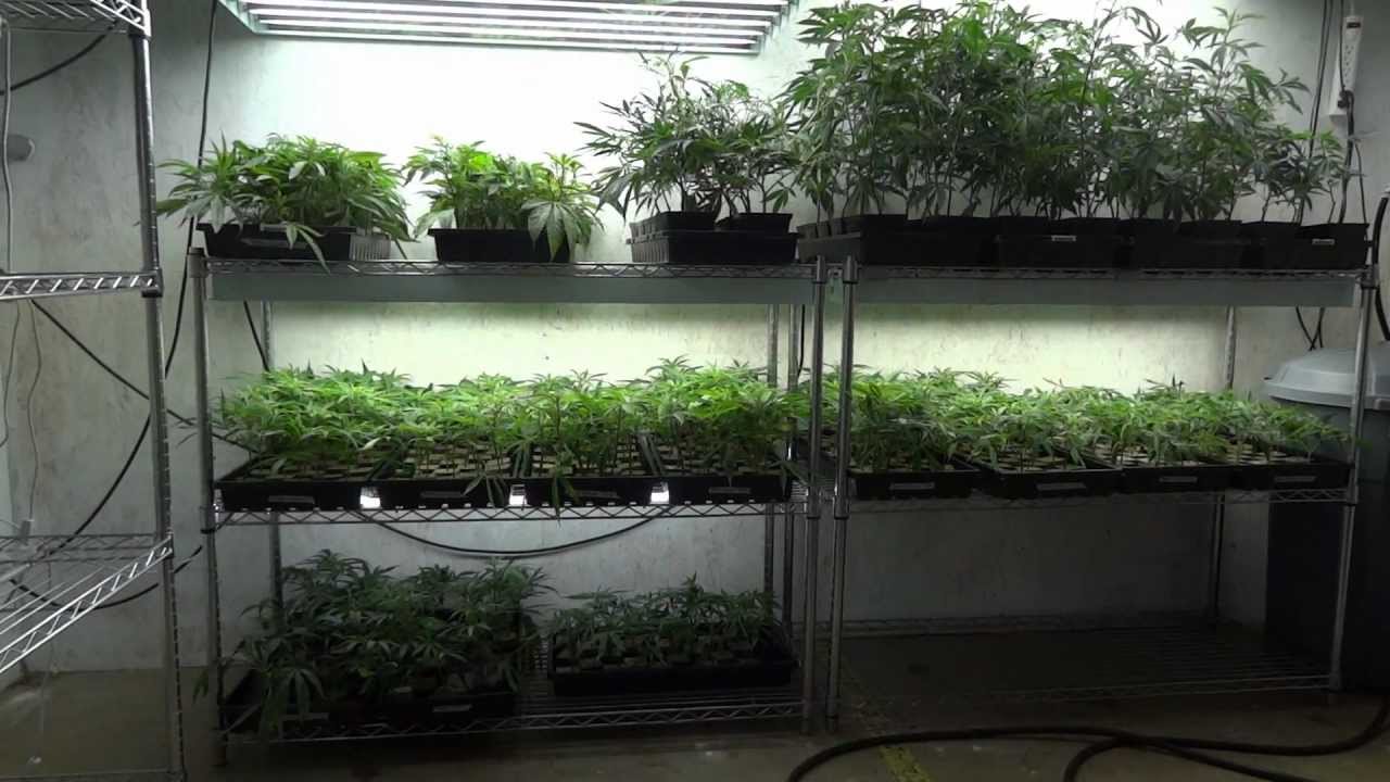 The Future For GrowerMD