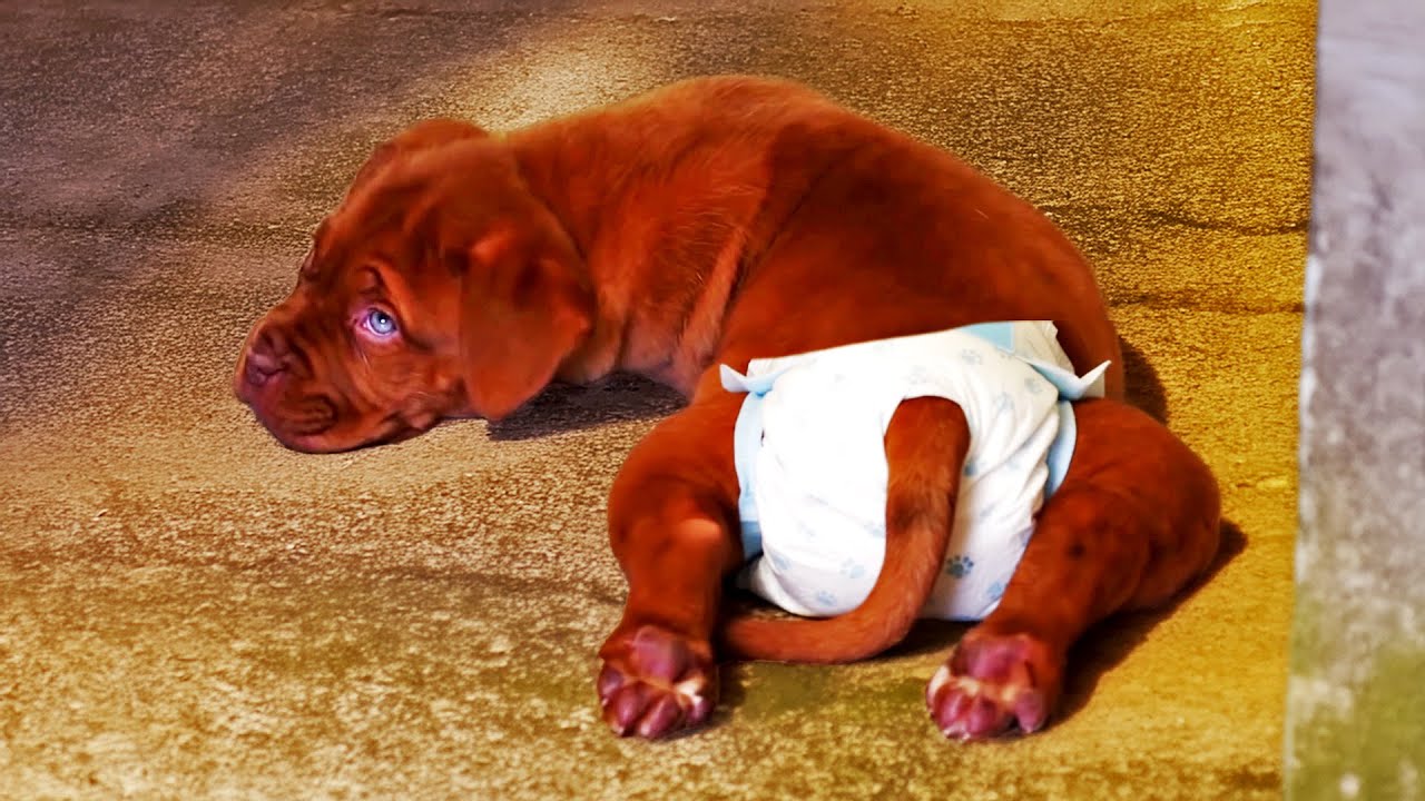 Abandoned Disabled Puppy is a Miracle Rescue!