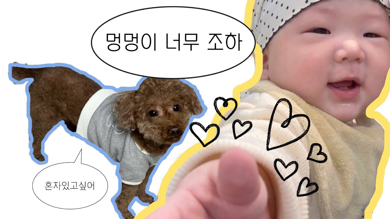 [VLOG] 6개월 아기한테 질린 강아지 | 이앓이 다시 시작...! 육아팅!!