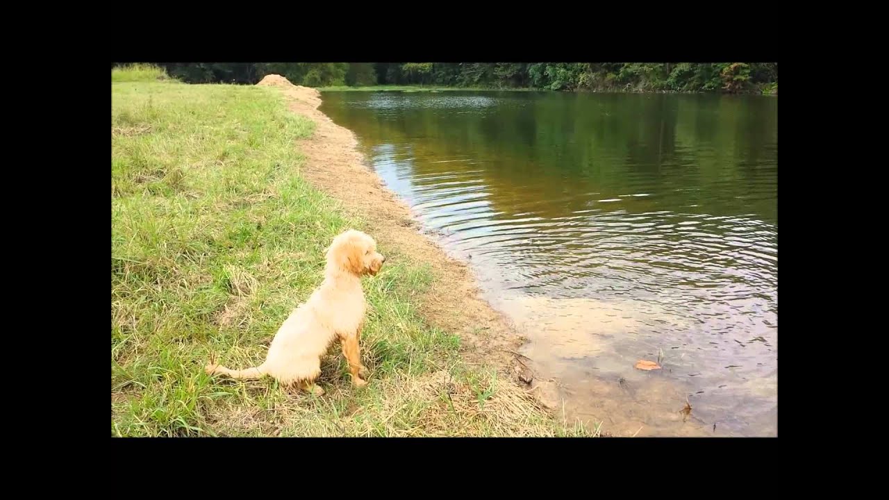 Awesome Video - Goldendoodle Dog Teaches Puppy to Swim.