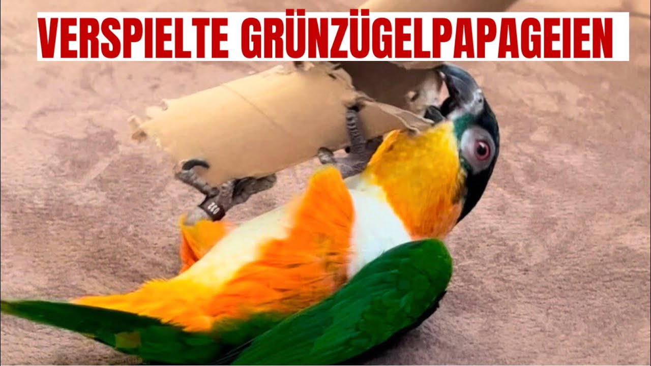 Grünzügelpapageien