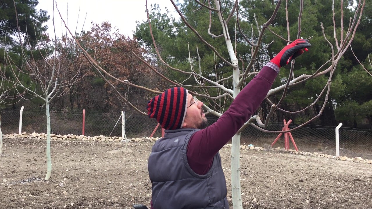4 yaş ceviz budama 2019 mart