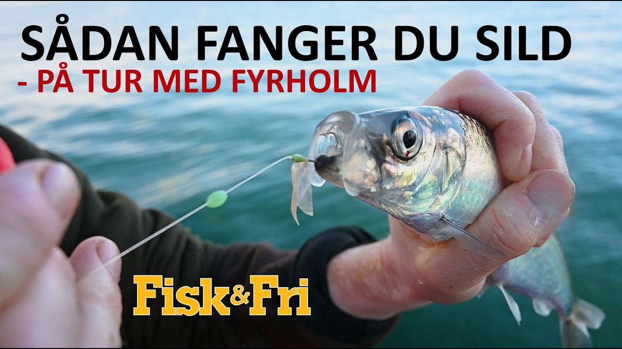 S&Aring;DAN FANGER DU SILD - P&Aring; TUR MED FYRHOLM.