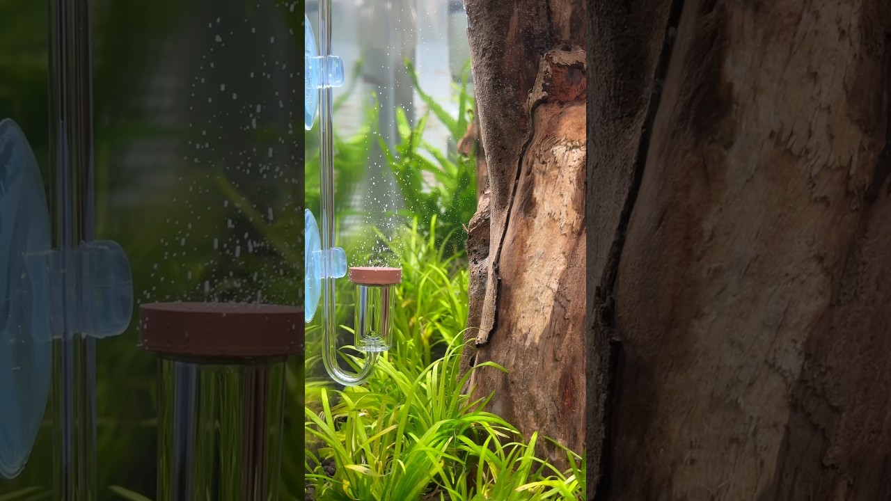 Forest Aquascape Sneak Peek #aquascaping #aquascape #aquarium #plantedaquarium #plantedtank #co2