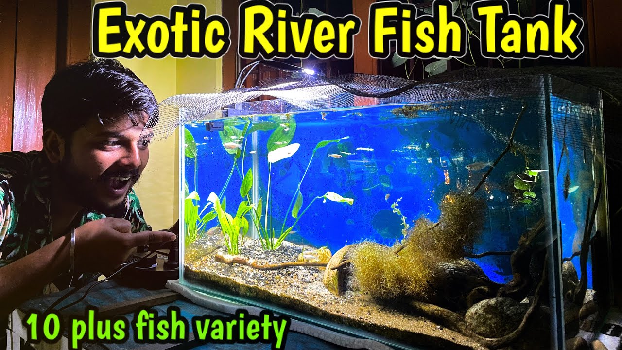 River Fish Tank🔥 : Added 10 plus river fish variety😜 | New Fish Tank Setup for river fish
