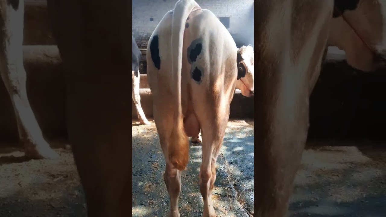 Hf bull for sale in Karnal Haryana 98128-88886, Abs brute Hf bull supply in Karnal Haryana