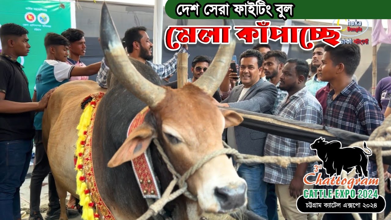দেশ সেরা ফাইটিং বুল সিলেট থেকে এখন চট্টগ্রামের মেলার মাঠ কাঁপাচ্ছে। চট্টগ্রাম ক্যাটেল এক্সপো ২০২৪