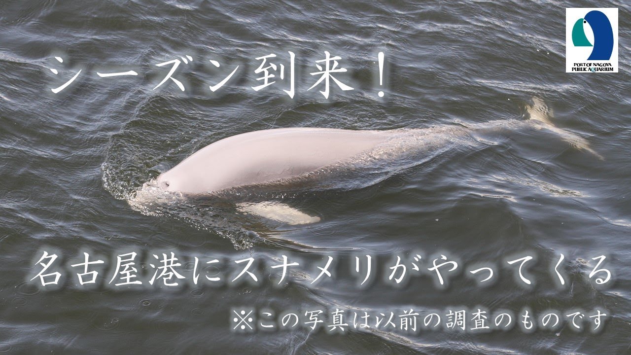 【名古屋港水族館】スナメリ調査㏌名古屋港～冬の名古屋港にはスナメリがやってくる