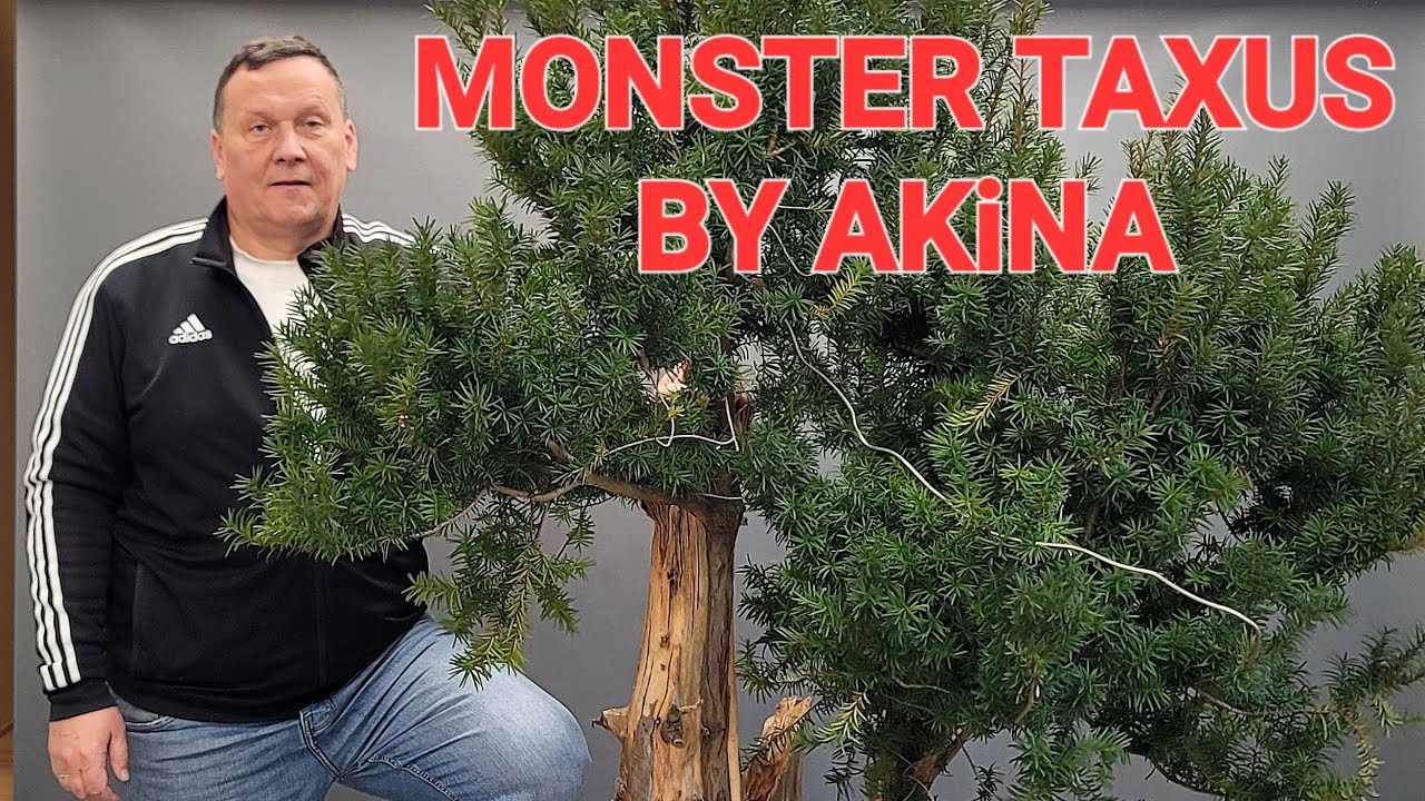BONSAI-HUGE TAXUS FIRST STYLING by Piotr Czerniachowski