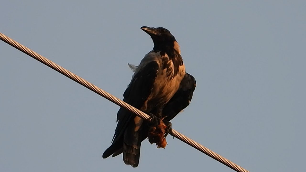 Ptice Hrvatske - Siva vrana (Corvus cornix) (Birds of Croatia - Hooded Crow) (5/6)