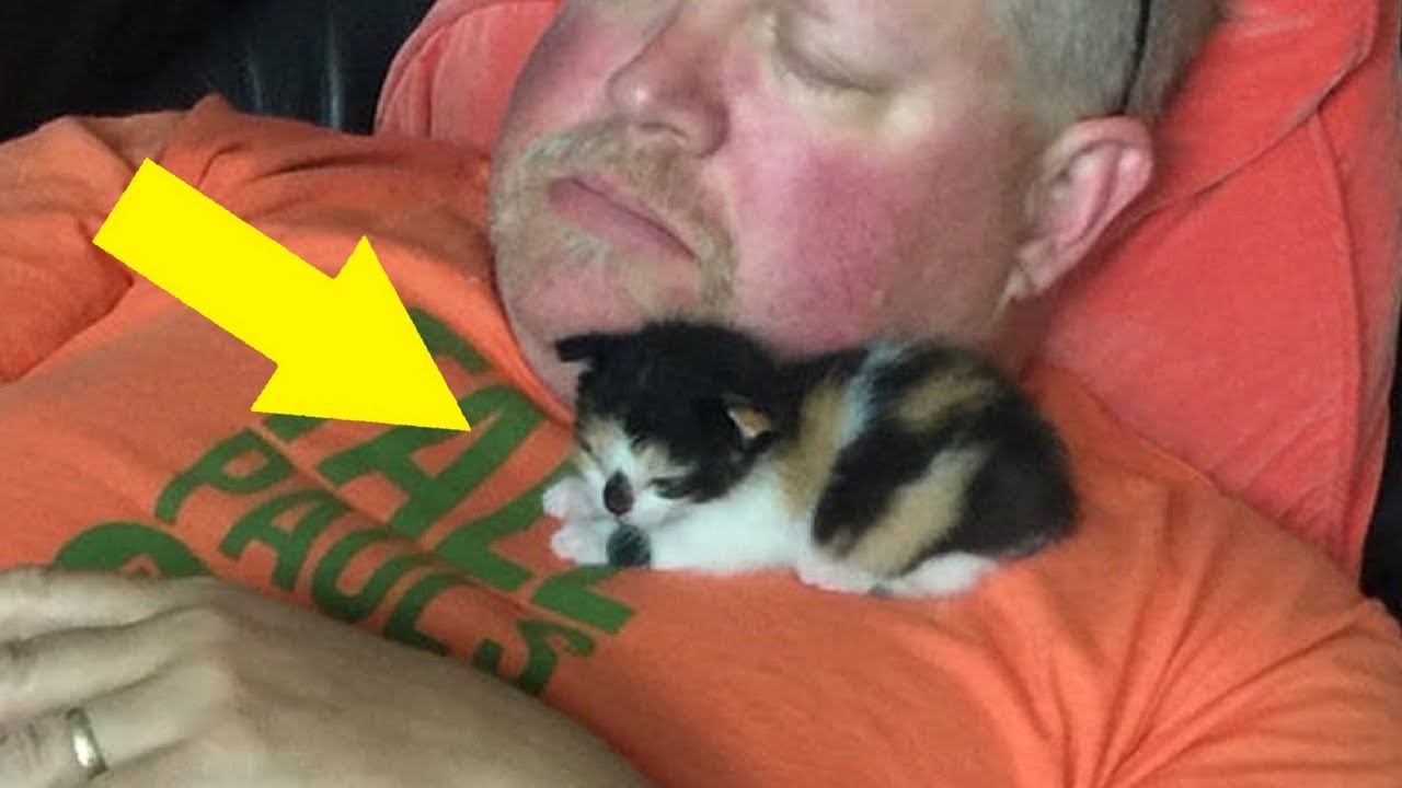 Nein, ich werde die Katze niemals tragen, sagte er &ndash; 3 Monate sp&auml;ter&hellip;