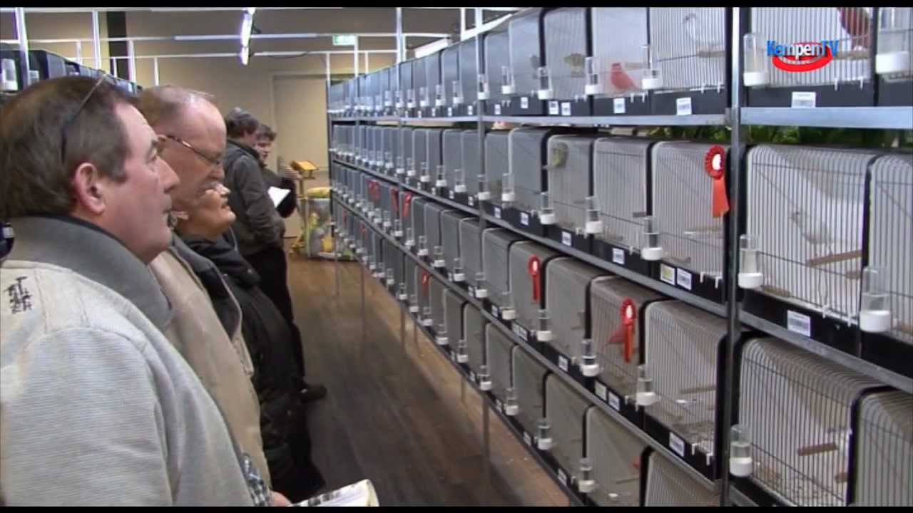2012 December Hooge Mierde Vogeltentoonstelling