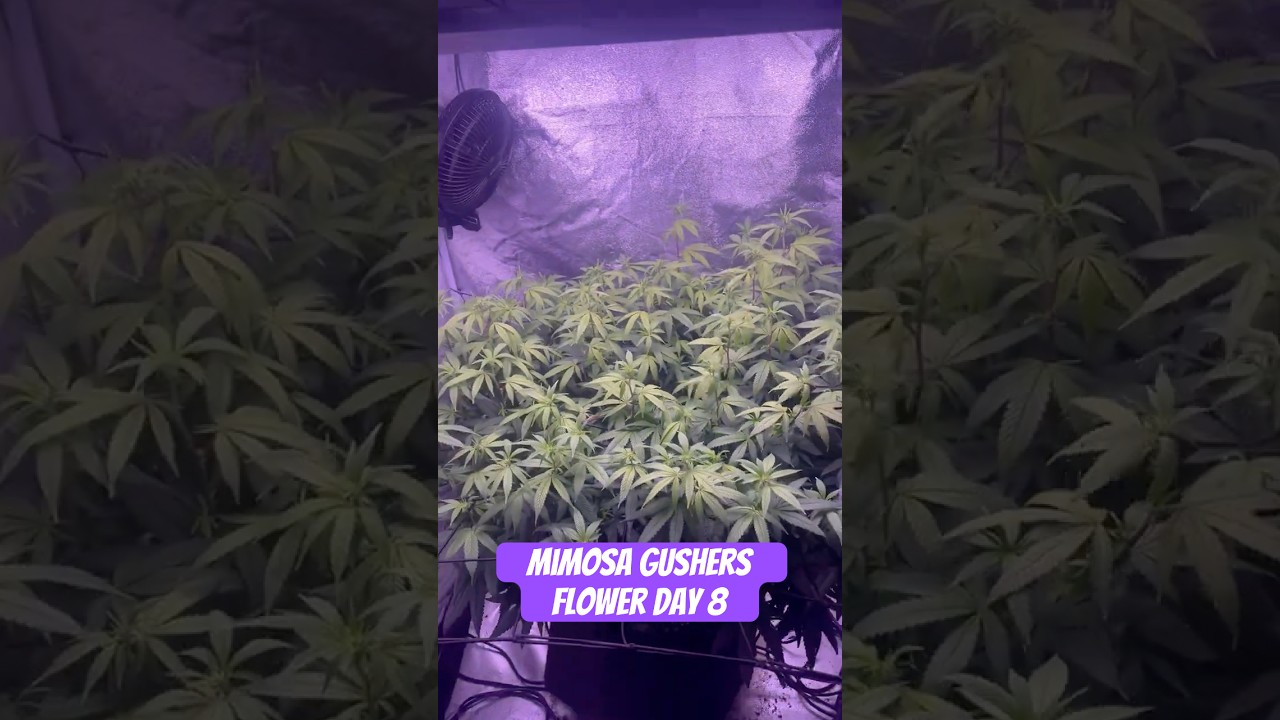Mimosa Gushers Strain Flower Day 8 XXL LST Scrog  #420 #seedtoharvest #crazybud