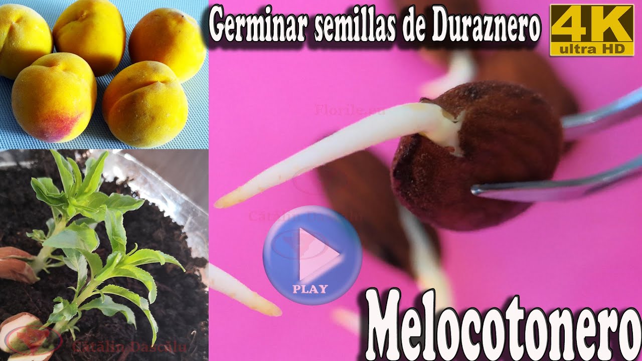 Germinar semillas de melocotonero(melocotón) / duraznero(durazno) - Forzar la germinación