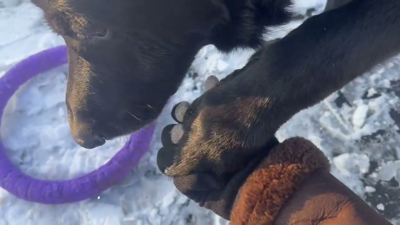 20260114| German Shepherd Winter Walk ❄️ Dog Lifting Paws in Snow & Road Salt🐾☀️