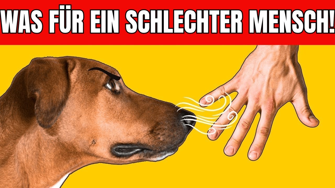 Wie Hunde schlechte Menschen erkennen (UNGLAUBLICHE FÄHIGKEITEN)
