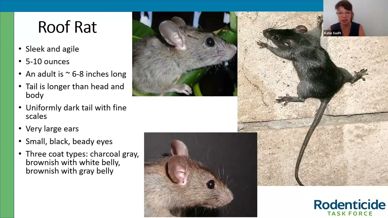 Wildlife Damage Management Series: IPM for Rodent Control