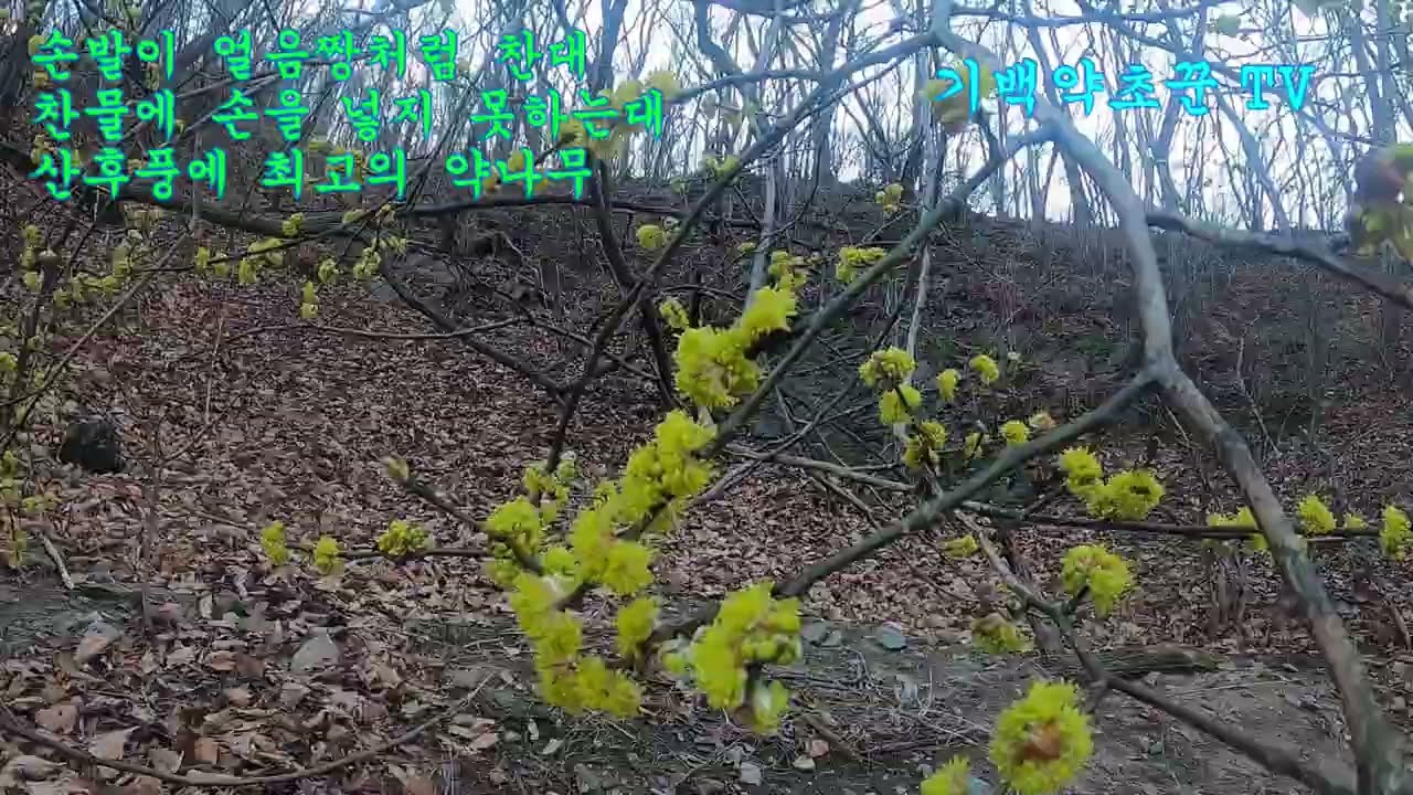 생강나무동영상