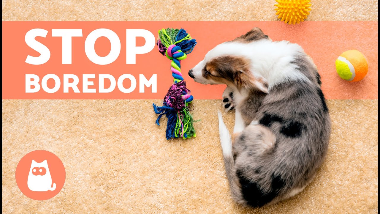 How to ENTERTAIN a DOG ALONE at HOME 🐶🏠 (7 Ways)