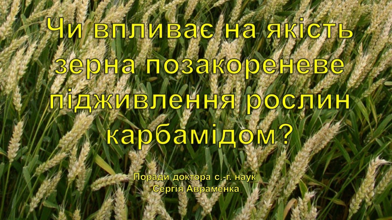 Чи впливає карбамід на якість зерна