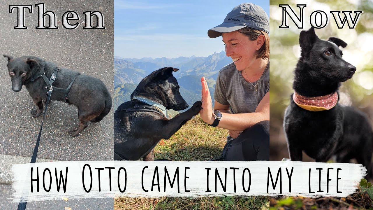 From Living as a Stray Dog in Croatia to Walking Thousands of Miles Across Britain: Otto’s Story