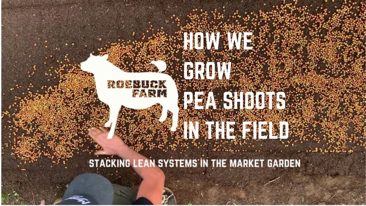 Win by planting your Pea Shoots in the Field